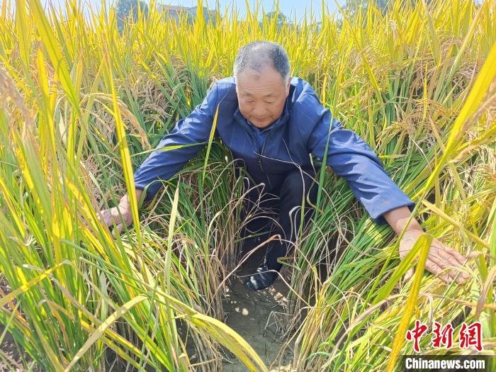 稻田里有三千“鸭卫兵”  湖南桃江老农生态“进财”