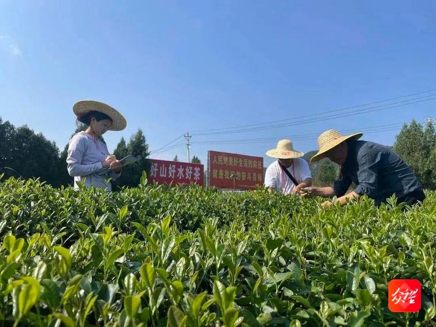 贵州思南：生态茶名传山外香飘四海