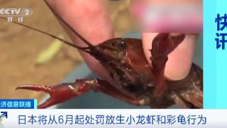 下月起，日本禁止出售或放生小龙虾，最高罚款15万元！