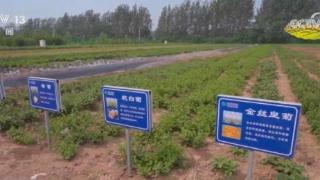 亳州花茶种植户亩均增收达1000元以上