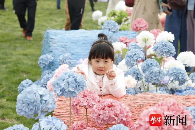 保尔晏华头灶生产基地，占地逾千亩绣球花扮靓美丽乡村