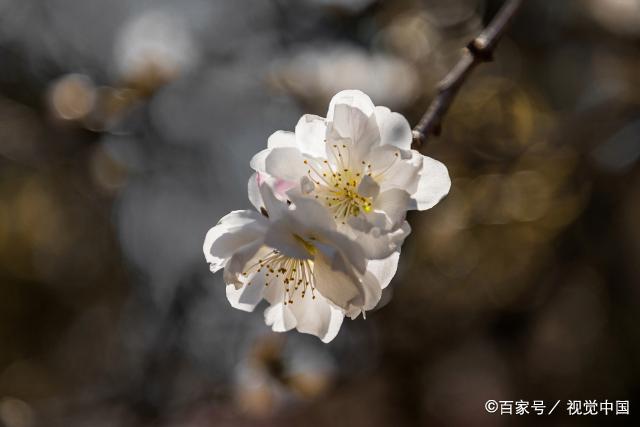 女人认定了一个人，便会毫不犹豫，勇往直前