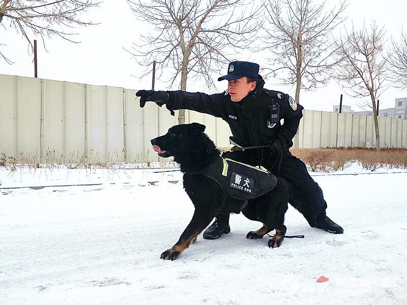 从萌憨到威猛 一只警犬都经历了什么