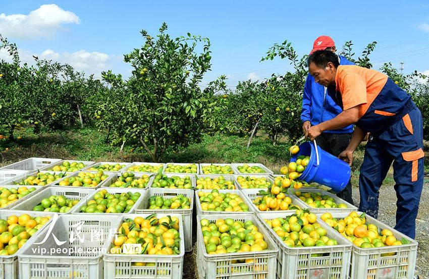 江苏太仓：采收橘子 助农增收