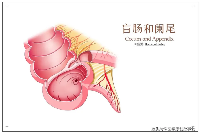 人体最没用的器官，割掉反而更好？看完涨知识了