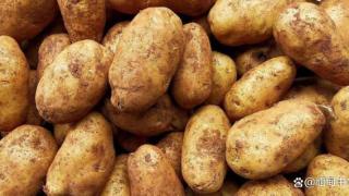 产量低、进口量少！缅甸土豆迎来“高光时刻”