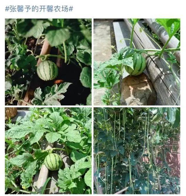 张馨予的花园火了：100㎡院子栽满花果蔬菜，堪称“世外桃源”