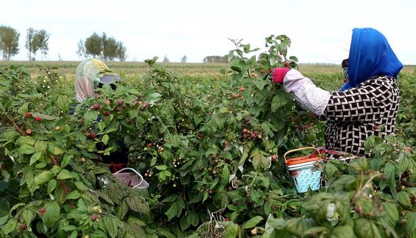 黑龙江汤原：特色种植产业旺 红树莓果迎丰收