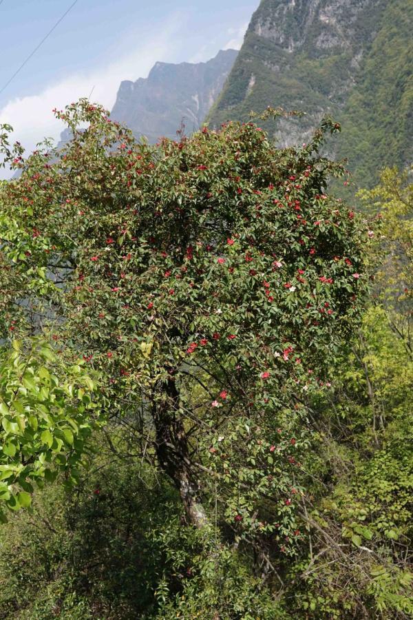 重庆阴条岭国家级自然保护区发现单瓣月季花