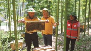 发展中蜂养殖 壮大集体经济
