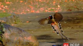 南京紫金山东郊的红嘴蓝鹊，惊喜大自然景真美