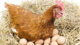 鸡产畸形蛋是怎样形成的 鸡生软壳蛋喂什么