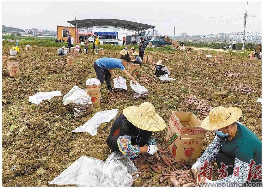 600亩流转地    “霞洞番薯”喜获丰收