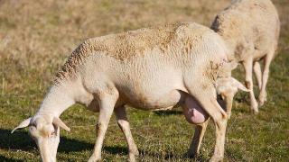 母羊打栏有什么表现？怎么判断母羊打栏是否正常？注意以下三点