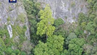 广西中国岩溶地区最高树龄约150年科考队估测结果
