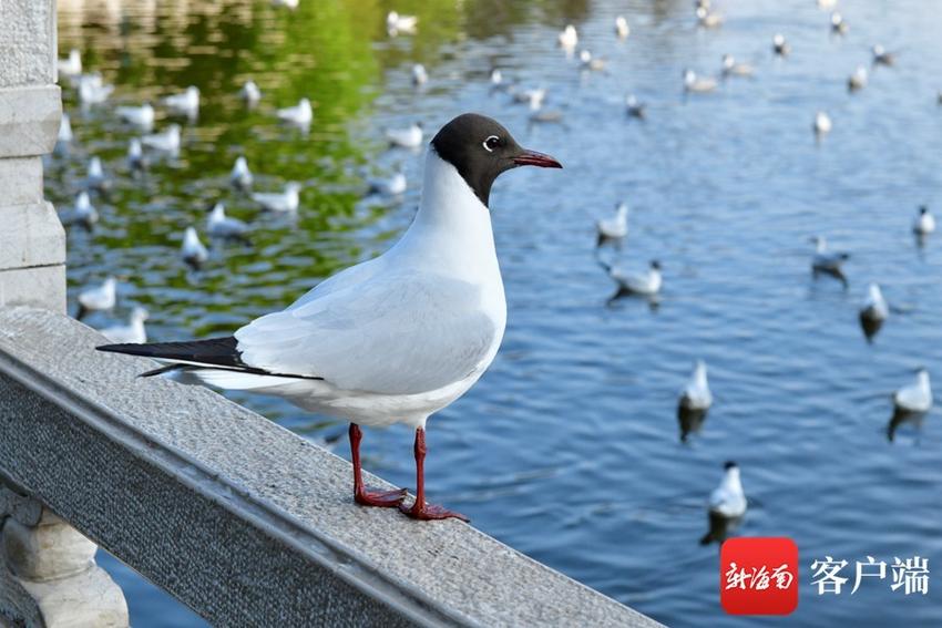 昆明翠湖公园里的红嘴鸥38年来从未间断过