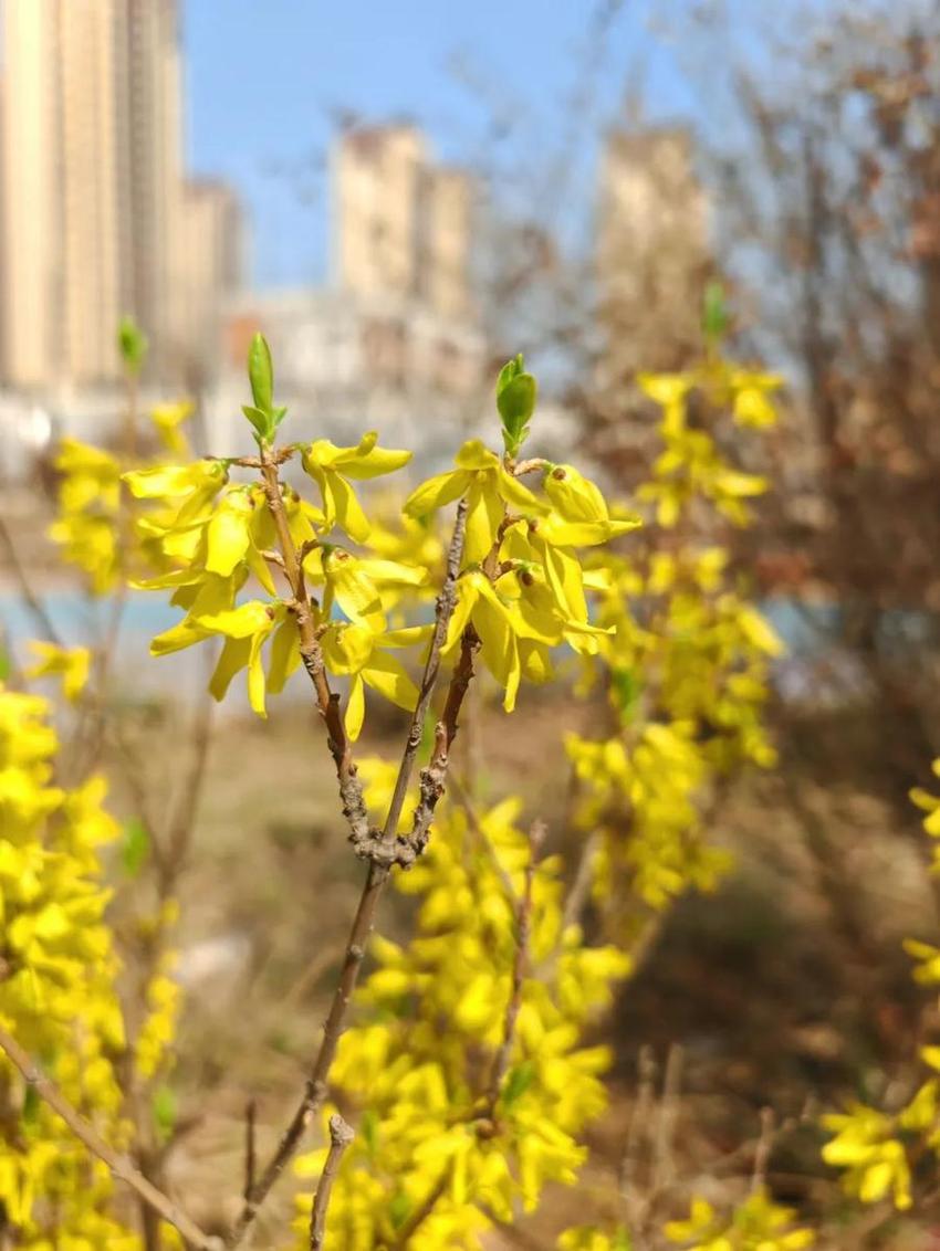 高新“校花”来啦，你Pick哪家？