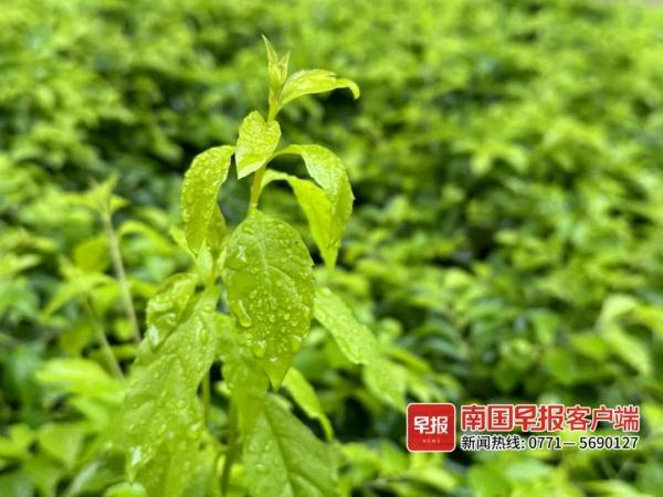 雨水继续下，未来一周广西气温回升