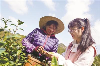 一片叶子的新使命