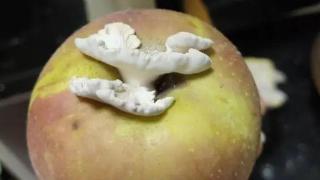 苹果长出蘑菇，中科院博士求购！网友：这菇有苹果味吗