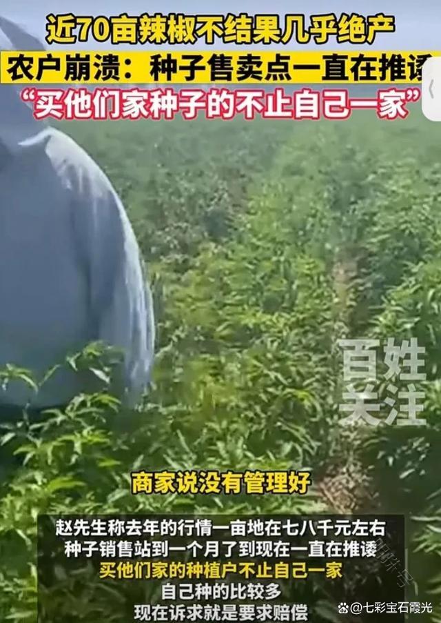 辣椒绝产崩溃：种子售卖点敷衍推诿，农户求赔偿无门