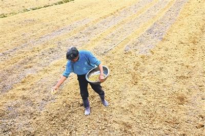 福泉：村民种植太子参助增收