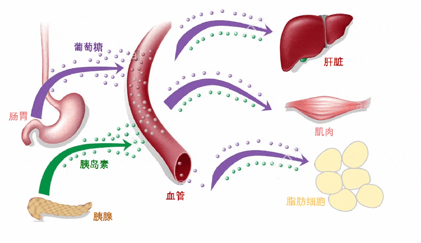 为了控制血糖，糖尿病患者如何选择早餐？