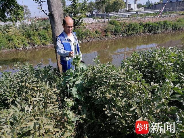 常熟网格员巡查河边植物，发现几株怪异植物