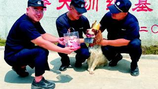 安保“功勋犬”已经七岁了!