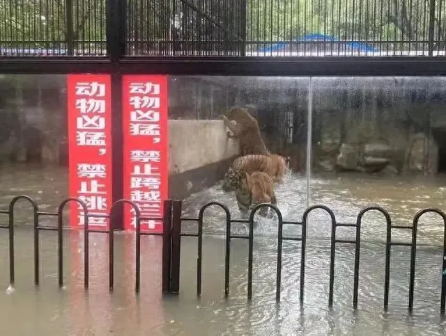 广东鳄鱼暴雨中出逃已抓回36条 目前暂未出现鳄鱼伤人事件