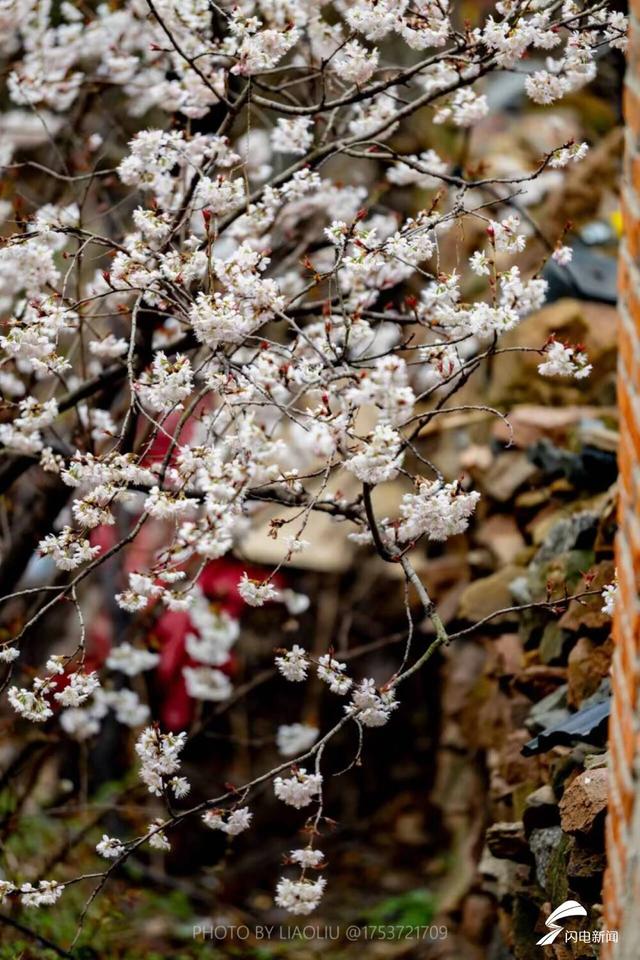 日照：樱桃花开满村庄