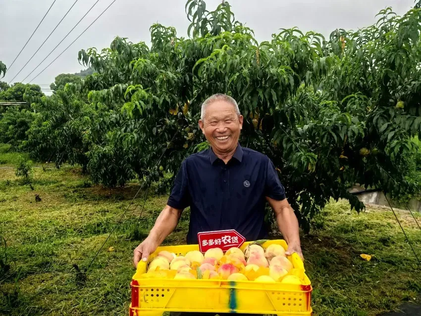 搭乘电商快车 “种桃卖桃”成阳山桃农希望传给下一代的家业