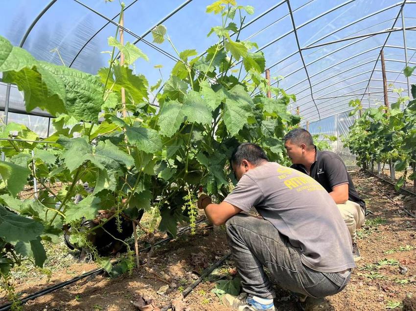 1000余个“活力因子”搅热凉都大地！六盘水市家庭农场激发乡村活力