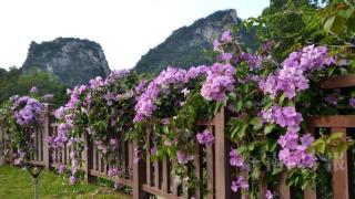 蒜香藤开花烂漫如海，柳州这里成网红打卡地