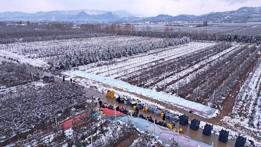 组图 | 威海：雪中苹果别样红