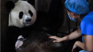美国孟菲斯动物园宣布，归还大熊猫丫丫和乐乐！