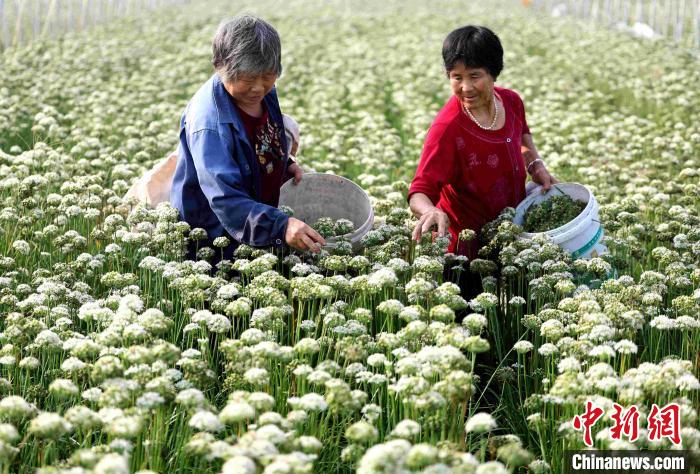 齐鲁大地“丰”景如画 各地抢收秋粮确保颗粒归仓