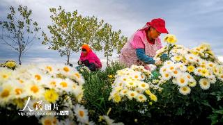 江苏兴化：菊花开出富民路