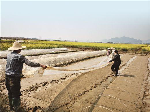 南宁市大力实施产能提升行动 粮食生产丰收在望