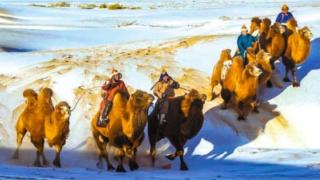 内蒙古自治区乌拉特后旗检察院保护野生动物保障群众利益