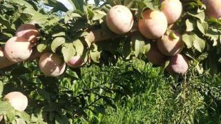 比纳木村：杏李种植户均增收3000元