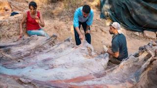在葡萄牙一男子后院发现的恐龙骨架被认为是欧洲最大的蜥脚类恐龙
