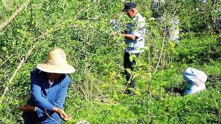 连翘丰收村民增收