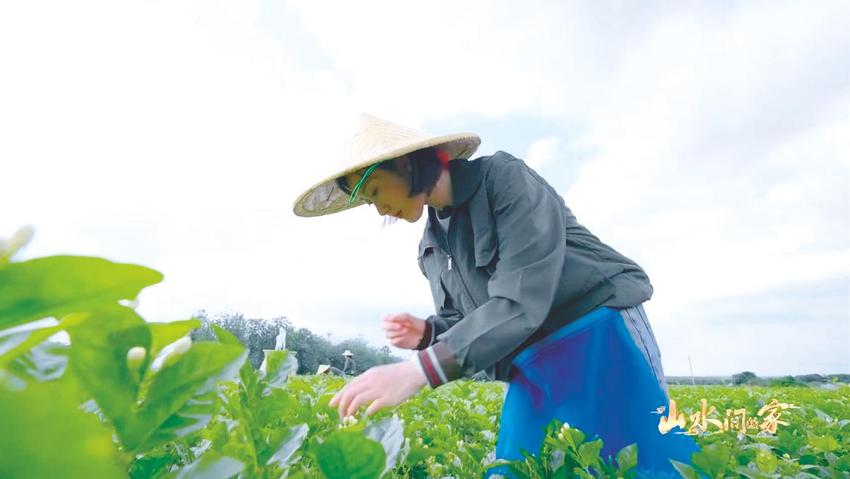 一朵花到一杯茶 田野开满“致富花”