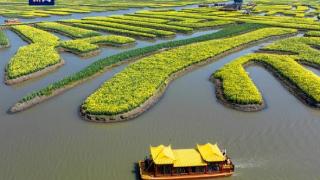 兴化垛田油菜花开金满地