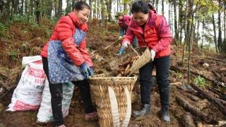 仁怀学孔镇：林下产业越来越兴旺 村民日子越过越红火