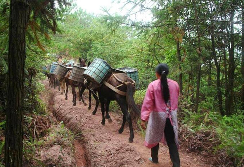 “骡马帮”夫妻的真实生活：深山密林中干活，一个月能赚4万