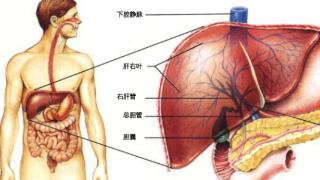 我们如何才能把肝脏健康吃出来呢