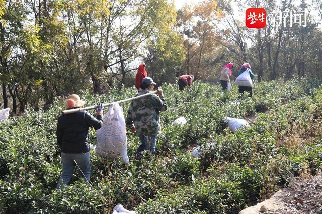 南云台林场：抢农时，施足肥，确保来年春茶有个好收成