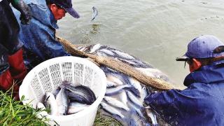 南郑新集镇：推进鲈鱼全产业链发展助力农民增收